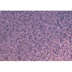 Toho Nr11 Inside-Color Crystal/Grape lined 20g